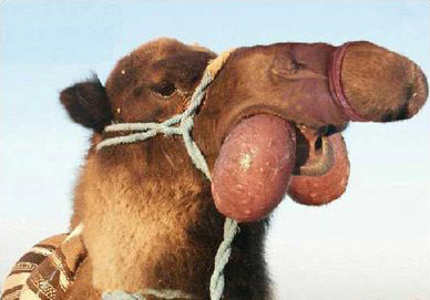 Camel S Penis 2