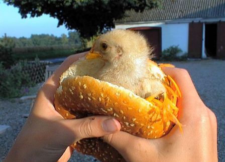 chicken_sandwhich.jpg