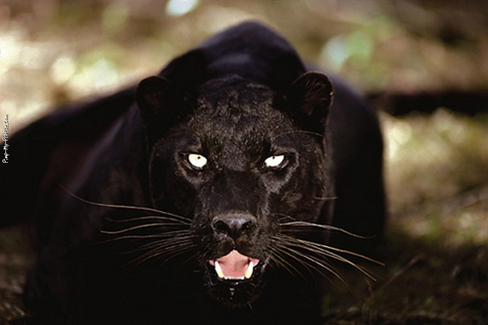Black Panther Facebook Timeline Cover Backgrounds - Pimp-My-Profile.com